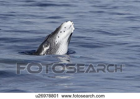 Stock Image - Newborn humpback whale (Megaptera novaeangliae) calf learning how to breach in the AuAu Channel, Maui, Hawaii. Pacific Ocean. This calf is only a few hours to a few days old.. Fotosearch