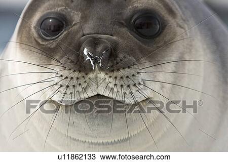 Stock Image - Newborn southern elephant seal (Mirounga leonina) on the beach at President Head on Snow Island in the South Shetland Island Group, Antarctica. Newborns exhibit a dark brown "lanugo" coat for about three weeks, which is then replaced by a silver-grey coat. Fotosearch