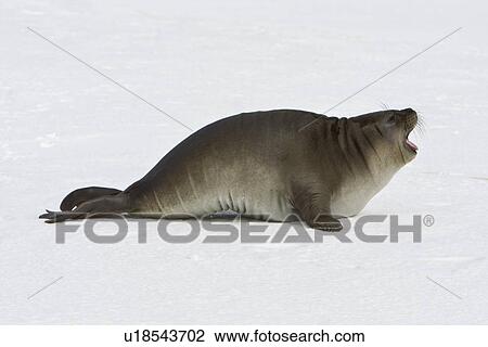 Stock Image - Newborn southern elephant seal (Mirounga leonina) on the beach at President Head on Snow Island in the South Shetland Island Group, Antarctica. Newborns exhibit a dark brown "lanugo" coat for about three weeks, which is then replaced by a silver-grey coat. Fotosearch