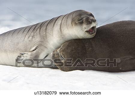 Newborn southern elephant seal (Mirounga leonina) on the beach at President Head on Snow Island in the South Shetland Island Group, Antarctica. Newborns exhibit a dark brown "lanugo" coat for about three weeks, which is then replaced by a silver-grey coat View Large Photo Image Stock Photo - Newborn southern elephant seal (Mirounga leonina) on the beach at President Head on Snow Island in the South Shetland Island Group, Antarctica. Newborns exhibit a dark brown "lanugo" coat for about three weeks, which is then replaced by a silver-grey coat. Fotosearch