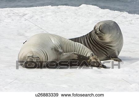 Stock Photo - Newborn southern elephant seals (Mirounga leonina) on the beach at President Head on Snow Island in the South Shetland Island Group, Antarctica. Newborns exhibit a dark brown "lanugo" coat for about three weeks, which is then replaced by a silver-grey coa. Fotosearch