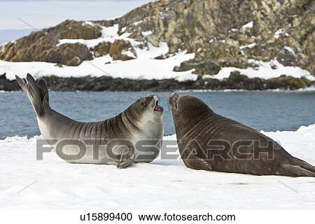 Newborn southern elephant seasl (Mirounga leonina) on the beach at President Head on Snow Island in the South Shetland Island Group, Antarctica. Newborns exhibit a dark brown "lanugo" coat for about three weeks, which is then replaced by a silver-grey coa View Large Photo Image Stock Image - Newborn southern elephant seasl (Mirounga leonina) on the beach at President Head on Snow Island in the South Shetland Island Group, Antarctica. Newborns exhibit a dark brown "lanugo" coat for about three weeks, which is then replaced by a silver-grey coa. Fotosearch