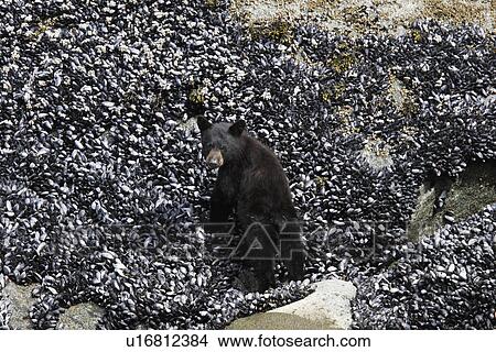 Picture - North American Black Bear (Ursus americanus) cub feeding on mussels at low tide. Tracy Arm, Southeast Alaska, USA. Pacific Ocean.. Fotosearch