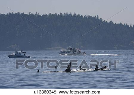 Stock Photography - North of Stuart Island, K pod observed by about 12 whale watching boats, private and professional. New Zealand. Fotosearch