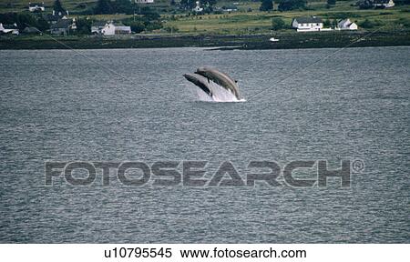 Northern bottlenose whales (Hyperoodon ampullatus) whales breaching together Isle of Skye, Scotland. View Large Photo Image Stock Photography - Northern bottlenose whales (Hyperoodon ampullatus) whales breaching together Isle of Skye, Scotland.. Fotosearch