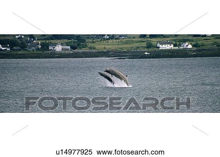 Northern bottlenose whales (Hyperoodon ampullatus) whales breaching together Isle of Skye, Scotland. View Large Photo Image Stock Photography - Northern bottlenose whales (Hyperoodon ampullatus) whales breaching together Isle of Skye, Scotland. . Fotosearch