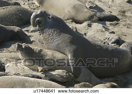 Stock Image - Northern elephant seal (Mirounga angustirostris) mating. National marine sanctuary, Monterey bay, California Pacific ocean, USA.. Fotosearch