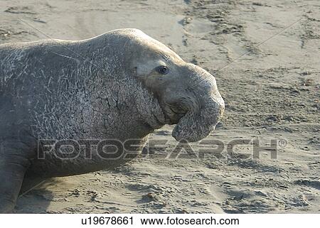 Stock Image - Northern elephant seal (Mirounga angustirostris) Alpha male, bull San Simeon, California, USA, Pacific Ocean, Monterey Bay National Marine Sanctuary.. Fotosearch