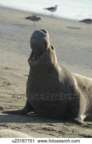 Northern elephant seal (Mirounga angustirostris) Alpha male vocalizing or bellowing to warn off lesser bulls. San Simeon, C alifornia, USA, Pacific Ocean, Monterey Bay National Marine Sanctuary View Large Photo Image Stock Image - Northern elephant seal (Mirounga angustirostris) Alpha male vocalizing or bellowing to warn off lesser bulls. San Simeon, C alifornia, USA, Pacific Ocean, Monterey Bay National Marine Sanctuary. Fotosearch