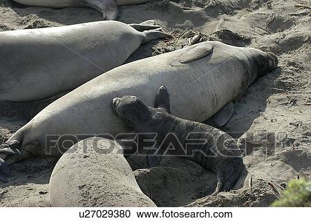Northern elephant seal (Mirounga angustirostris) pup nursing. San Simeon, National marine sanctuary, Monterey bay, California Pacific ocean, USA. View Large Photo Image Stock Image - Northern elephant seal (Mirounga angustirostris) pup nursing. San Simeon, National marine sanctuary, Monterey bay, California Pacific ocean, USA.. Fotosearch