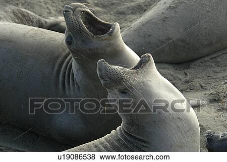Stock Photo - Northern elephant seal (Mirounga angustirostris) two females fighting. National marine sanctuary, Monterey bay, California Pacific ocean, USA.. Fotosearch