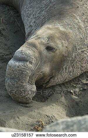 Stock Photo - Northern elephant seal (Mirounga angustirostris) Alpha male bull resting San Simeon, Monterey Bay National Marine Sanctuary, California, USA, Pacific Ocean. Fotosearch