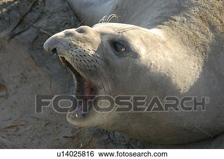 Northern elephant seal (Mirounga angustirostris) female barking. San Simeon, National marine sanctuary, Monterey bay, California Pacific ocean, USA. View Large Photo Image Stock Photograph - Northern elephant seal (Mirounga angustirostris) female barking. San Simeon, National marine sanctuary, Monterey bay, California Pacific ocean, USA.. Fotosearch