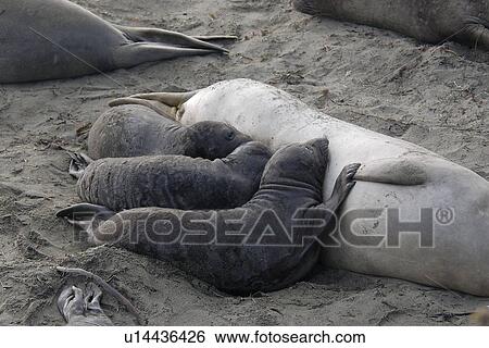 Stock Photograph - Northern elephant seal (Mirounga angustirostris) three pups trying to nurse at the same time. National marine sanctuary, Monterey bay, California Pacific ocean, USA.. Fotosearch