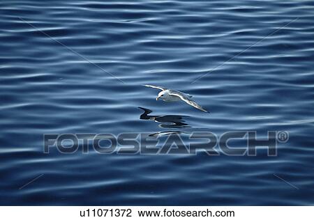 Stock Image - Northern fulmar (Fulmaris glacialis) in flight over sea, Olafsvik, Western Iceland. Fotosearch