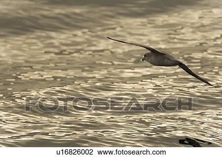 Stock Image - Northern fulmar (Fulmarus glacialis) on the wing at sunset in the Barents Sea in the Svalbard Archipelago, Norway.. Fotosearch