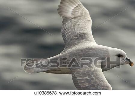 Northern fulmar (Fulmarus glacialis) on the wing in the Barents Sea in the Svalbard Archipelago, Norway. View Large Photo Image Stock Photo - Northern fulmar (Fulmarus glacialis) on the wing in the Barents Sea in the Svalbard Archipelago, Norway.. Fotosearch