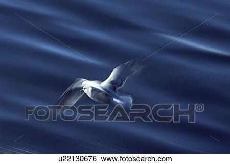 Stock Photograph - Northern Fulmar (Fulmarus glacialis) - slow shutter speed to show wing patterns in flight. Iceland. Fotosearch
