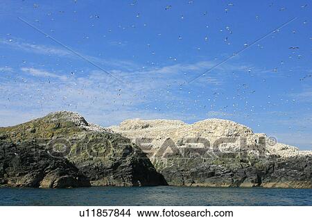Picture - (Northern) Gannet (Morus bassanus), breeding gannet colony, Grassholm. Grassholm, Pembrokeshire, Wales, UK. Fotosearch