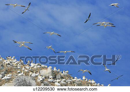 Stock Image - (Northern) Gannet (Morus bassanus), breeding gannet colony, Grassholm. Grassholm, Pembrokeshire, Wales, UK. Fotosearch