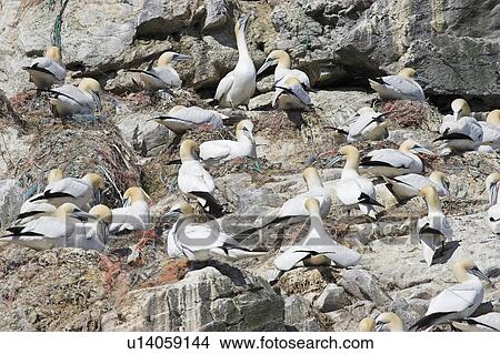 Picture - Northern gannets (Sula bassana) nesting on cliffs, Grassholm, Pembrokeshire, UK. Fotosearch