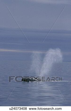 Stock Photo - Northern right whale (Balaena glacialis glacialis) Cape Cod, Atlantic. Fotosearch