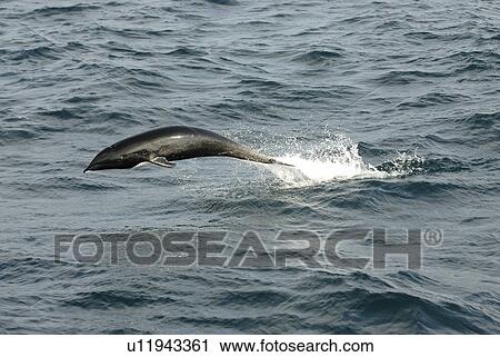 Northern right whale dolphin (Lissodelphis borealis) porpoising or leaping Monterey Bay, California, USA, Pacific Ocean, National Marine Sanctuary View Large Photo Image Stock Image - Northern right whale dolphin (Lissodelphis borealis) porpoising or leaping Monterey Bay, California, USA, Pacific Ocean, National Marine Sanctuary. Fotosearch