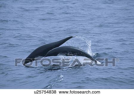 Stock Photo - Northern right whale dolphin (Lissodelphis borealis) porpoising, Monterey Bay, California, USA, Pacific Ocean, National Marine Sanctuary. Fotosearch