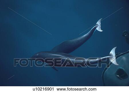 Stock Image - Northern right whale dolphins (Lissodelphis borealis) bow riding. National marine sanctuary, Monterey bay, California Pacific ocean, USA.. Fotosearch