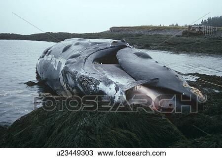 Stock Image - Northern right whale (Eubalaena glacialis). Identified as 'Delilah', this right whale washed up dead in 1992, probably another shipstrike victim. Grand Manan, Bay of Fundy, Canada. Fotosearch