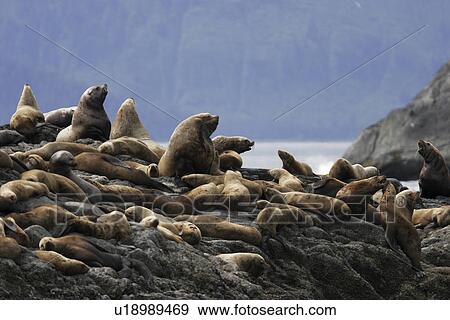 Northern Sea Lions (Eumetopias jubatus) - also called Steller Sea Lions - hauled out in Southeast Alaska, USA. Pacific Ocean. Note the animals in the foreground branded by researchers. View Large Photo Image Stock Photo - Northern Sea Lions (Eumetopias jubatus) - also called Steller Sea Lions - hauled out in Southeast Alaska, USA. Pacific Ocean. Note the animals in the foreground branded by researchers.. Fotosearch