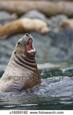 Stock Image - Northern (Steller) sea lion (Eumetopias jubatus) colony on sail rock in Frederick Sound, southeastern Alaska. This is the second largest of all pinnipeds in North America, with males reaching a length of over 10 feet and 2, 000 pounds while the females are. Fotosearch