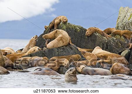Stock Image - Northern (Steller) sea lion (Eumetopias jubatus) colony on sail rock in Frederick Sound, southeastern Alaska. This is the second largest of all pinnipeds in North America, with males reaching a length of over 10 feet and 2, 000 pounds while the females are. Fotosearch