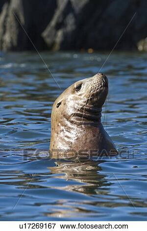 Stock Photo - Northern (Steller) sea lion (Eumetopias jubatus) colony on sail rock in Frederick Sound, southeastern Alaska. This is the second largest of all pinnipeds in North America, with males reaching a length of over 10 feet and 2, 000 pounds while the females are. Fotosearch