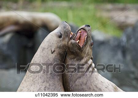 Stock Photography - Northern (Steller) sea lion (Eumetopias jubatus) colony on sail rock in Frederick Sound, southeastern Alaska. Here young bulls are mock-fighting in the non-breeding season to prepare their fighting skills for adulthood. This is the second largest of all p. Fotosearch