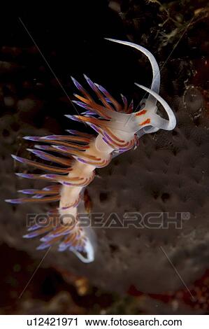 Nudibranch (Cratena peregrina) Sardinia, Italy View Large Photo Image Stock Image - Nudibranch (Cratena peregrina) Sardinia, Italy. Fotosearch