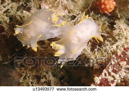Stock Photo - Nudibranchs (Coryphella) mating. UK. Fotosearch
