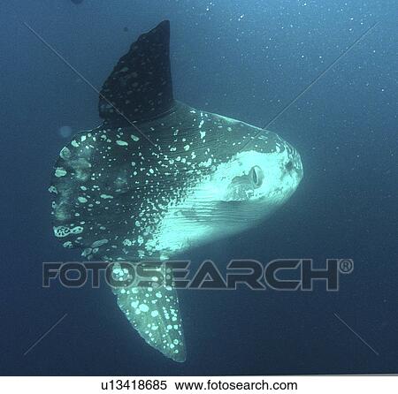 Ocean Sunfish (Mola mola). Mabul, Sipadan, Borneo, Malaysia, Indo-Pacific. View Large Photo Image Stock Photography - Ocean Sunfish (Mola mola). Mabul, Sipadan, Borneo, Malaysia, Indo-Pacific.. Fotosearch