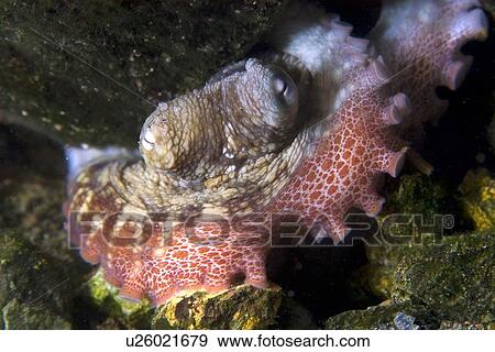 Octopus, Octopus insularis, St. Peter and St. Paul's rocks, Brazil, Atlantic Ocean View Large Photo Image Stock Photo - Octopus, Octopus insularis, St. Peter and St. Paul's rocks, Brazil, Atlantic Ocean . Fotosearch