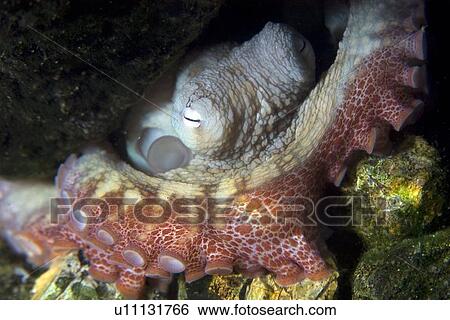 Octopus, Octopus insularis, St. Peter and St. Paul's rocks, Brazil, Atlantic Ocean View Large Photo Image Stock Photograph - Octopus, Octopus insularis, St. Peter and St. Paul's rocks, Brazil, Atlantic Ocean . Fotosearch