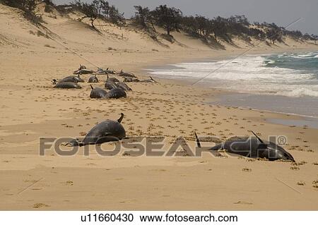 Offshore bottlenosed dolphin (Tursiops truncatus) Mass stranding 30/10/2006 Bazaruto Archipelago, Mozambique. View Large Photo Image Stock Image - Offshore bottlenosed dolphin (Tursiops truncatus) Mass stranding 30/10/2006 Bazaruto Archipelago, Mozambique.. Fotosearch