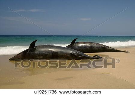 Stock Photograph - Offshore bottlenosed dolphin (Tursiops truncatus) Mass stranding 30/10/2006 Bazaruto Archipelago, Mozambique. (rr). Fotosearch