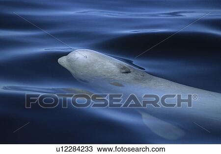 Stock Image - Only for a few seconds the blowhole of a surfacing beluga whale (Delphinapterus leucas) is exposed and free of water. St. Lawrence estuary, Canada Sequence 1/3.. Fotosearch