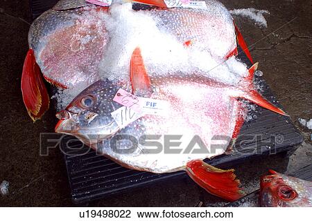 Opah at fish auction, (Lampris regius), Honolulu, Oahv, Hawaii (N. Pacific) View Large Photo Image Stock Image - Opah at fish auction, (Lampris regius), Honolulu, Oahv, Hawaii (N. Pacific). Fotosearch