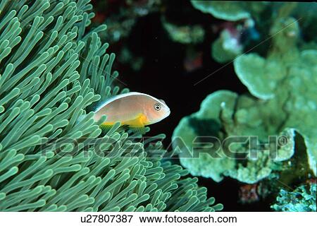 Orange Anemone fish (Amphiprion sandaracinos) Similan Islands, Thailand (Andaman Sea) View Large Photo Image Stock Photo - Orange Anemone fish (Amphiprion sandaracinos) Similan Islands, Thailand (Andaman Sea). Fotosearch