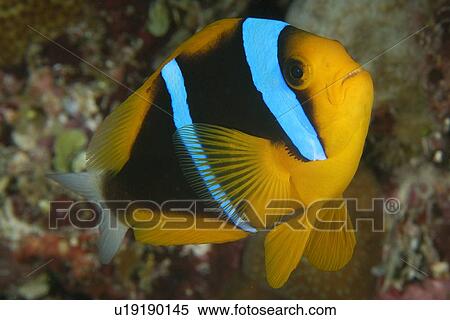 Orange-finned Anemone fish (Amphiprion chrysopterus) and Mertens Sea Anemone Stichodactyla mertensii Namu atoll, Marshall Islands (N. Pacific) View Large Photo Image Stock Photography - Orange-finned Anemone fish (Amphiprion chrysopterus) and Mertens Sea Anemone Stichodactyla mertensii Namu atoll, Marshall Islands (N. Pacific). Fotosearch