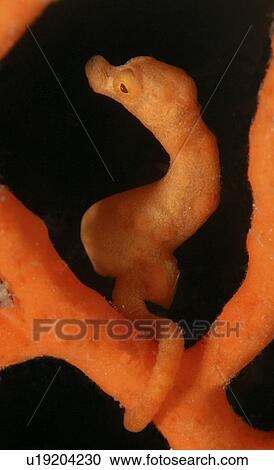 Orange Pygmy Seahorse (Hypocampus bargibanti). Mabul, Sipadan, Borneo, Malaysia, Indo-Pacific. View Large Photo Image Stock Image - Orange Pygmy Seahorse (Hypocampus bargibanti). Mabul, Sipadan, Borneo, Malaysia, Indo-Pacific.. Fotosearch