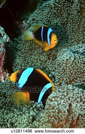 Orangefin anemone fish, Amphiprion chrysopterus, Mili, Marshall Islands (N. Pacific) View Large Photo Image Stock Photo - Orangefin anemone fish, Amphiprion chrysopterus, Mili, Marshall Islands (N. Pacific). Fotosearch