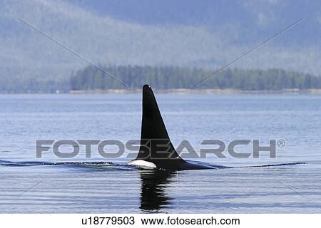 Stock Image - Orca (Orcinus orca) Adult bull surfacing in the calm waters of Southeast Alaska, USA. Note the exceptionally tall dorsal fin - the field diagnostic for a mature male Orca. (rr). Fotosearch