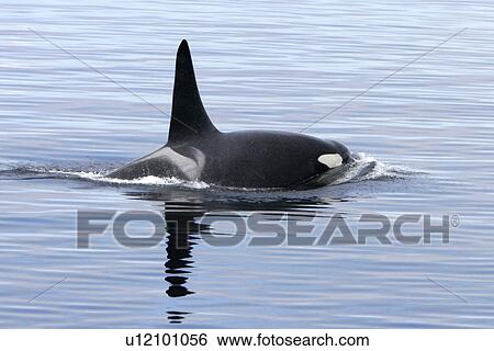Orca (Orcinus orca) Adult Bull surfacing Tracy Arm, southeast Alaska, USA. View Large Photo Image Stock Photograph - Orca (Orcinus orca) Adult Bull surfacing Tracy Arm, southeast Alaska, USA.. Fotosearch